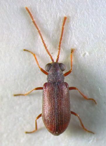 Dryophilus sp.
